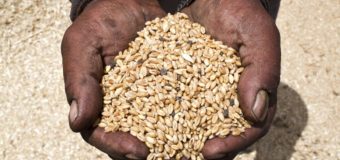 Situation alimentaire préoccupante en Afrique de l’Ouest: des stocks de céréales au plus bas