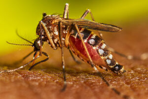 La dengue touche toutes les régions du Burkina Faso et fait 570 morts