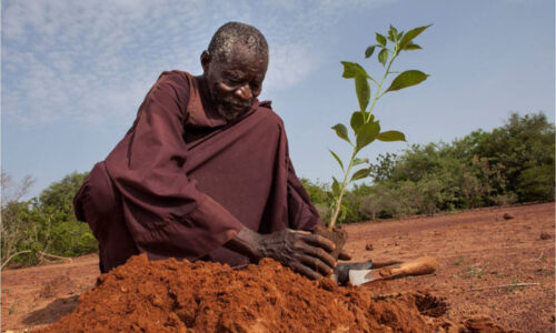 Yacouba Sawadogo, «l’homme qui a arrêté le désert», s’est éteint
